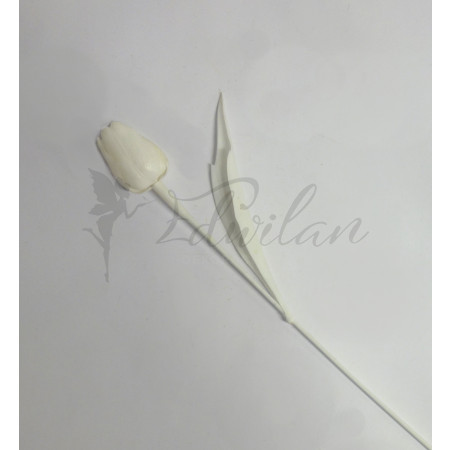 Bílý tulipán - 12ks (05 )