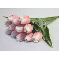 Tulipán růžovo-bílý - 12ks (1448)