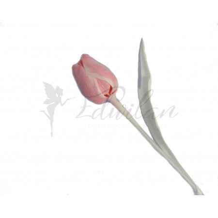 Tulipán světle růžový - 12ks (A74WS)