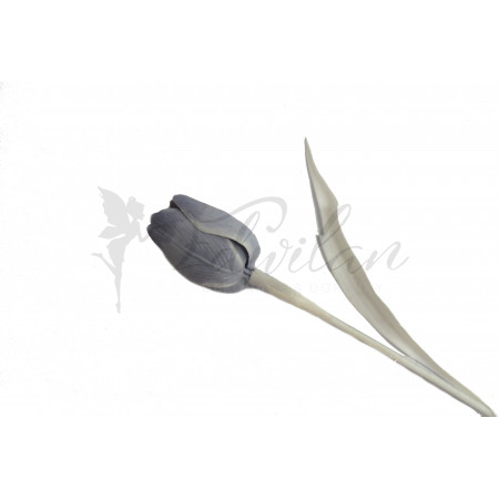 Tulipán šedý - 12ks (A73WS)