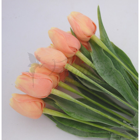Tulipán v broskvové barvě - 12ks (A44 )