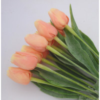 Tulipán v broskvové barvě - 12ks (A44 )