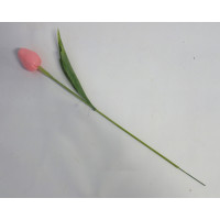 Tulipán růžový 12ks- (A149)