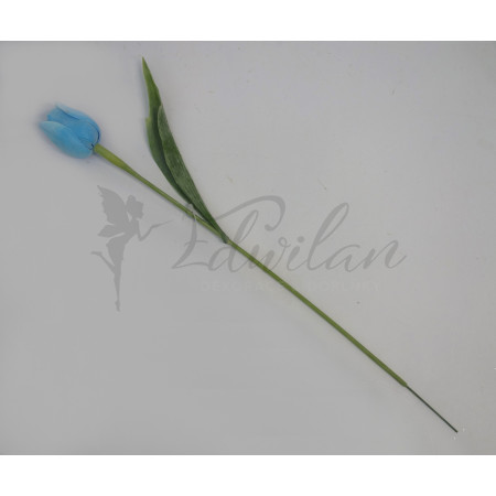 Modrý tulipán-12ks (A154)