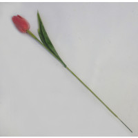 Tulipán růžový-12ks (SG108)