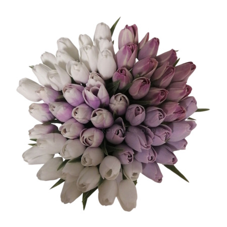 Tulipán světle fialkový-12ks /A166)