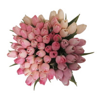 Růžový tulipán-12ks (A89)