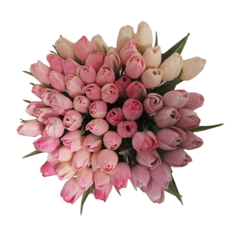 Tulipán sytě růžový-12ks (A1049)
