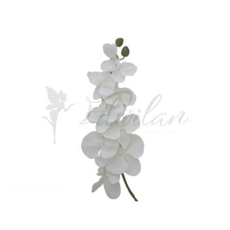 Vánoční bílá orchidej