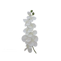 Vánoční bílá orchidej