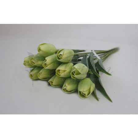 Tulipán zelený - 12ks (A155)