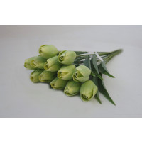 Tulipán zelený - 12ks (A155)