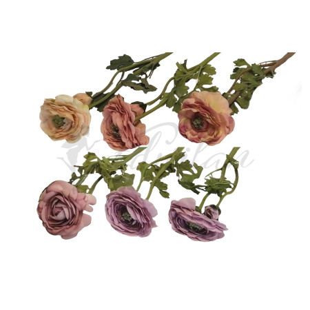 Ramunkulus -  sada 6ks