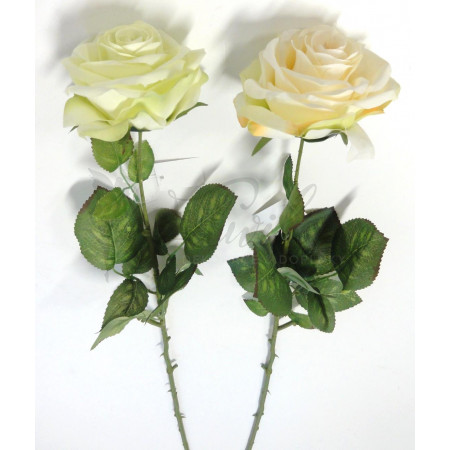 Růže GS-0690149