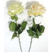 Růže GS-0690149