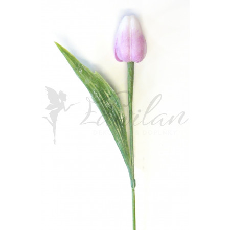 Tulipán růžovo-fialový - 12ks