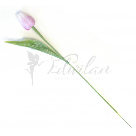 Tulipán růžovo-fialový - 12ks