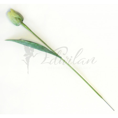 Tulipán zelený - 12ks