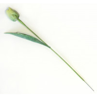 Tulipán zelený - 12ks