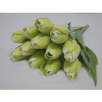 Tulipán bílo-zelený - 12ks (1013)