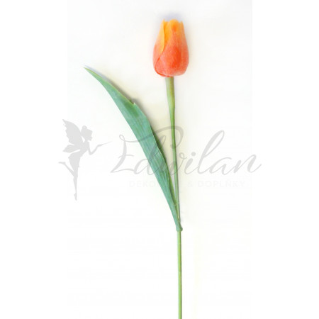 Tulipán oranžový - 12ks