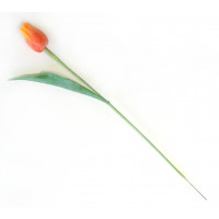Tulipán oranžový - 12ks