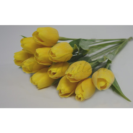 Tulipán žlutý - 12ks (112)