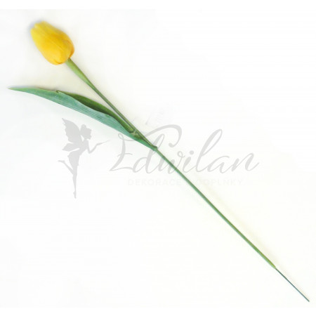 Tulipán žlutý - 12ks (112)