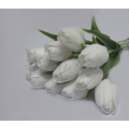 Tulipán bílý - 12ks (105 )