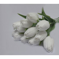 Tulipán bílý - 12ks (105 )