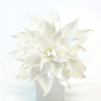 Exotický květ bílý
