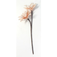 Exotická květina meruňková - dvoukvětá 	